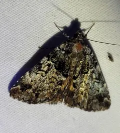 False Underwing thumbnail 3