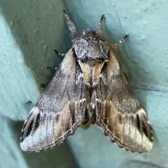 Pheosia californica thumbnail 3