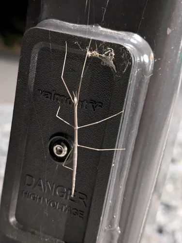 Western Short-horned Walkingstick