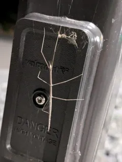 Western Short-horned Walkingstick thumbnail 1