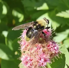 Bee-like Quicksilver thumbnail 4
