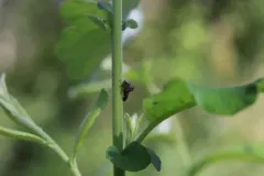 Palonica tremulata thumbnail 4