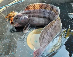 Atlantic Wolffish thumbnail 1