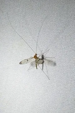 Macrocera clara thumbnail 3