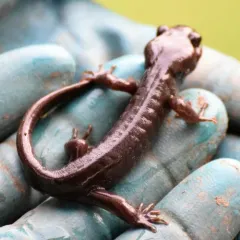 Northwestern Salamander thumbnail 3