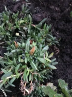 pink trailing iceplant thumbnail 2