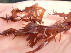 Grateloupia californica thumbnail 4