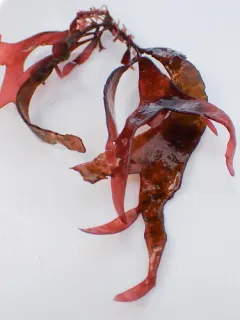 Sarcodiotheca furcata thumbnail 4