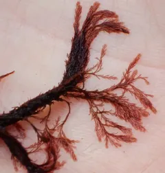 Savoiea robusta thumbnail 3
