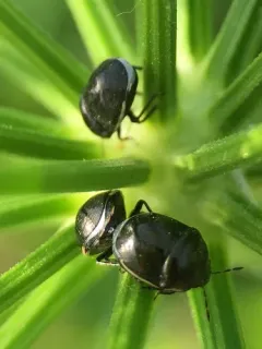 Corimelaena lateralis thumbnail 2