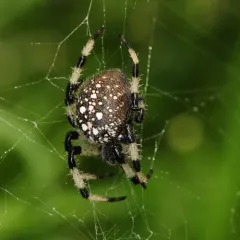 Shamrock Orbweaver thumbnail 4