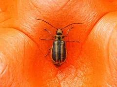 Trirhabda adela thumbnail 2