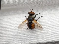 Gymnosoma par thumbnail 3