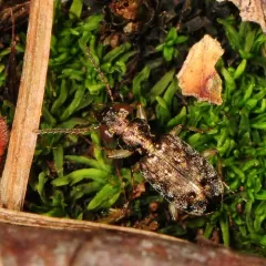 Asaphidion curtum thumbnail 4
