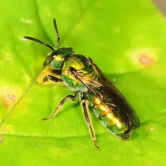 Pure Green Sweat bee thumbnail 1