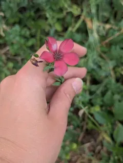 Scarlet Flax thumbnail 2