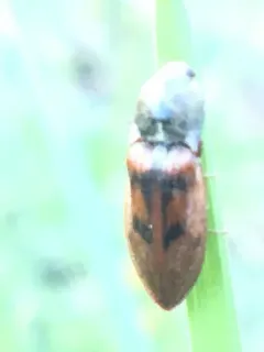 Pure Click Beetle thumbnail 3