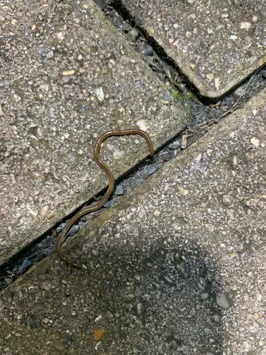 Shovel-headed Garden Worm