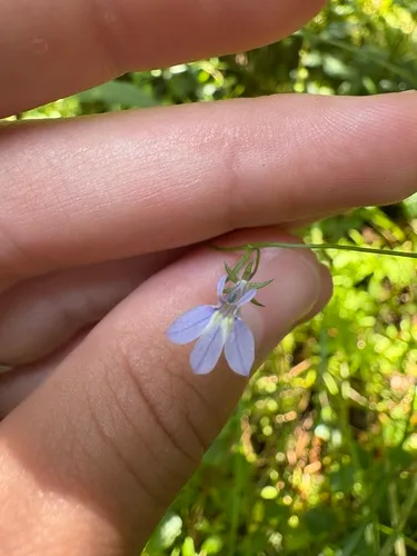 Nuttall's Lobelia