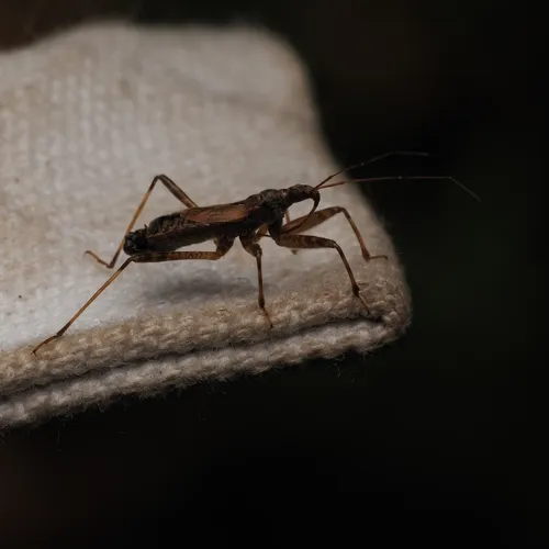 Tree Damsel Bug