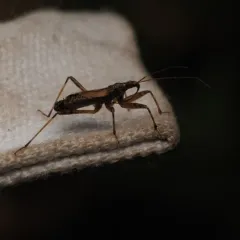 Tree Damsel Bug thumbnail 1