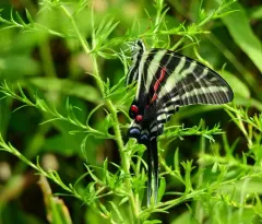 Zebra Swallowtail thumbnail 4
