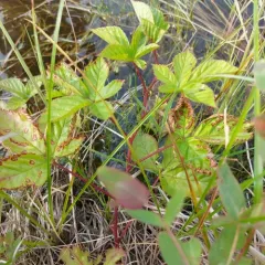 Bristly Blackberry thumbnail 4