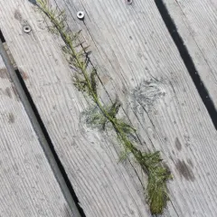 whorled water-milfoil thumbnail 4