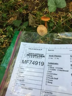 Lactarius luculentus thumbnail 3