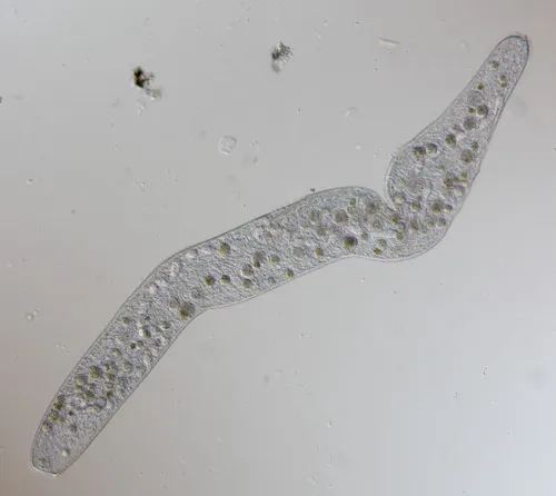 Spirostomum ambiguum