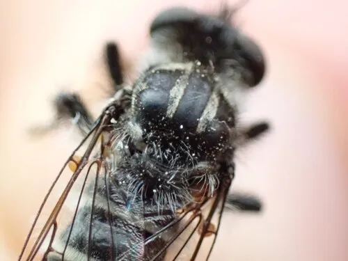 Cyrtopogon leptotarsus