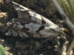 Eucosma tarandana thumbnail 4