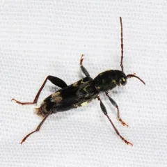 Rustic Borer thumbnail 1