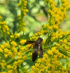 Parametric Paper Wasp thumbnail 4