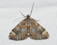 Dysstroma suspectata thumbnail 2