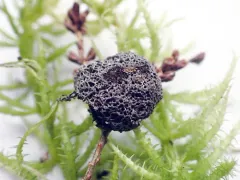 Fuligo gyrosa thumbnail 2