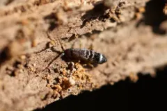 Tomocerus vulgaris thumbnail 4