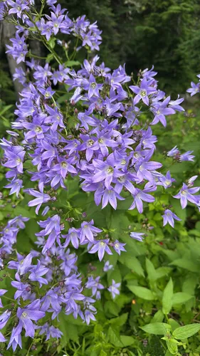 Milky Bellflower