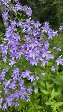 Milky Bellflower thumbnail 1