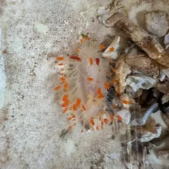 Cockerell's Dorid thumbnail 2