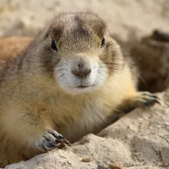 White-tailed Prairie Dog thumbnail 4