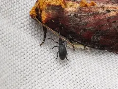 Stenopterapion meliloti thumbnail 3