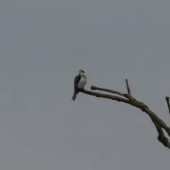 White-tailed Kite thumbnail 4