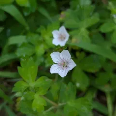 Thunberg's Geranium thumbnail 1