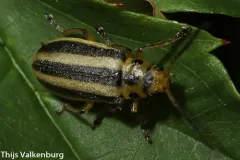 Trirhabda adela thumbnail 3