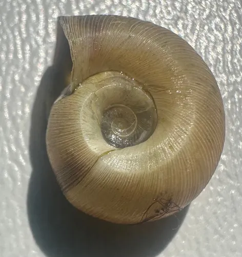 Coarse Ramshorn