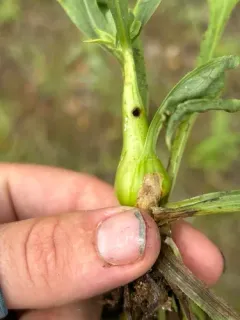Gnorimoschema salinaris thumbnail 1