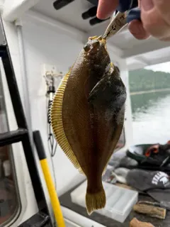 Yellowfin Sole thumbnail 4