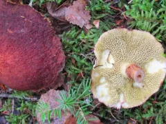 Hollow Bolete thumbnail 1