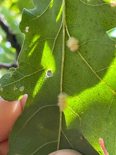 Yellow Wig Gall Wasp